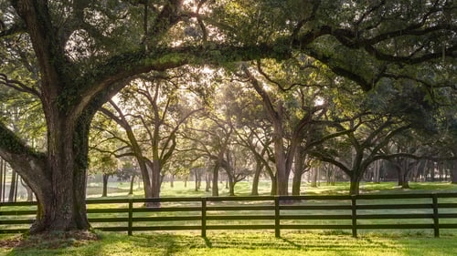 Serene, natural community