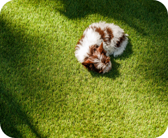 Artificial Grass