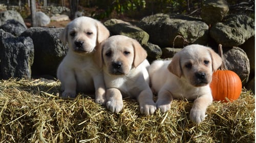 3 Yellow Lab Puppies