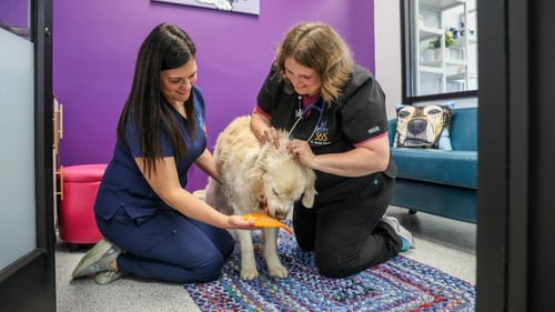 Dr Wardell working with dog