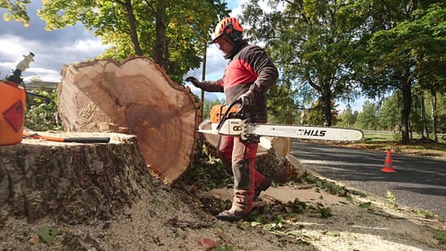Vidzemes koki, arboristi