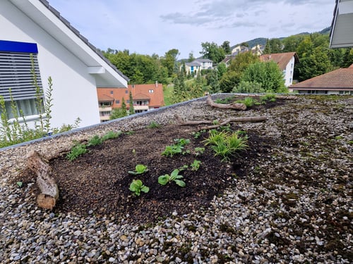 vita-naturgarten_GmbH_gartenPflege_Gartenbau_Bepflanzung_Biodiversität_Basel_BaselLand_Liestal_Grellingen