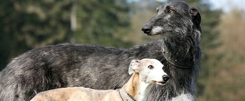 Dr. Ursula Auböck - 2 Hunde