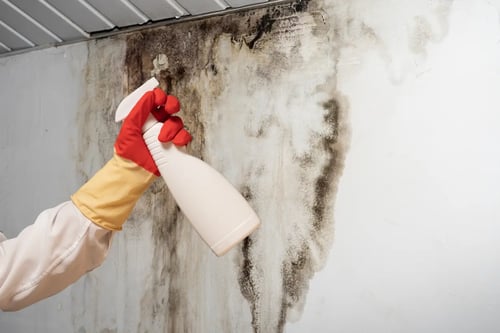 Local Mold Removal Solutions for Harwinton Homeowners