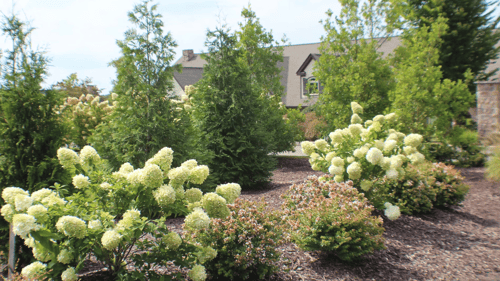 shrubs and trees in front of a home