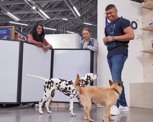 Dogs at a group training class with their parents watching