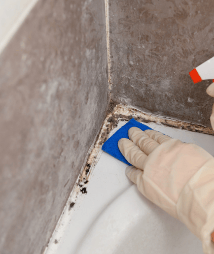 Mold Remediation Restoration 1 Reno-Tahoe