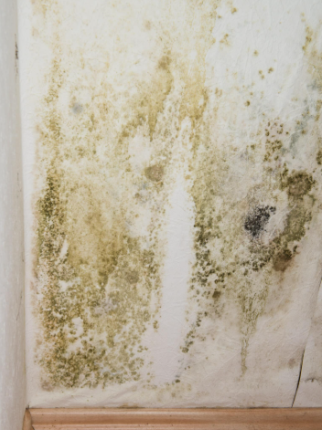 Mold Remediation Restoration 1 Reno-Tahoe