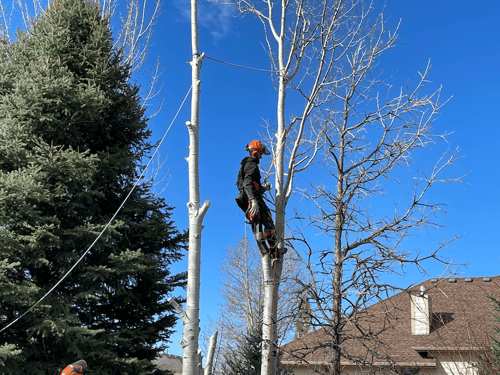 tree trimming