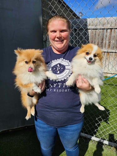 Staff member holding two fluffy small dogs outside at Playtime Pet Resort Salisbury.