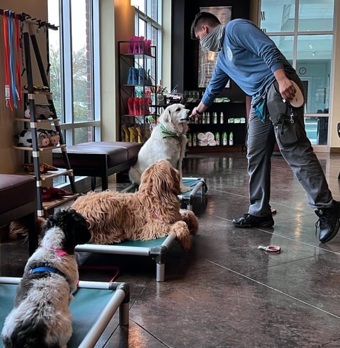 Dogs being trained