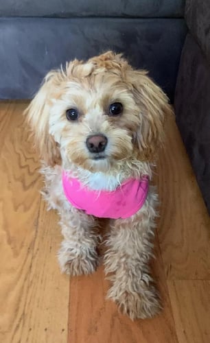 Ladan Vakili, DMD emotional support dog.
