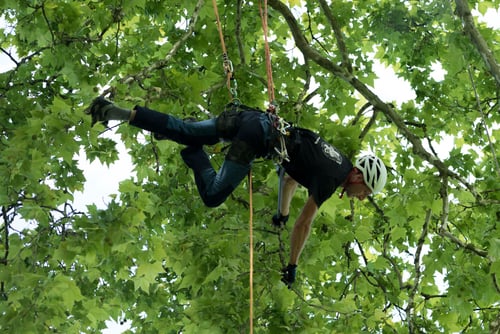 Les Artisans de L'Arbre Sarl