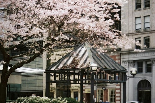 Cherry blossoms in Vancouver.