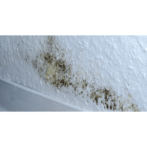 Mold Remediation Restoration 1 Reno-Tahoe