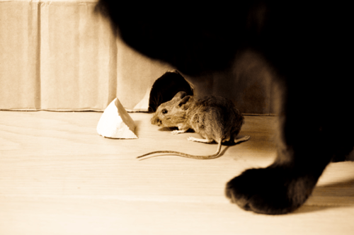 A picture of a mouse entering a hole in the wall.