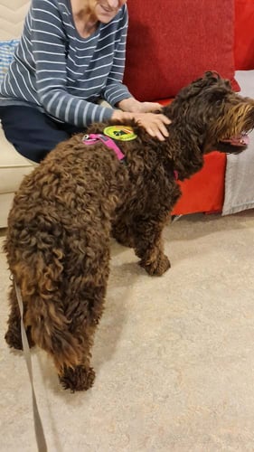 Christa Reisenbichler - Work Walk Play | Barbetzucht | Hundetraining | Therapiebegleithunde | Assistenzhundeausbildung in Bad Ischl