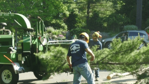 employees cutting down a tree