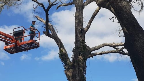 Person on a crane cutting a tree