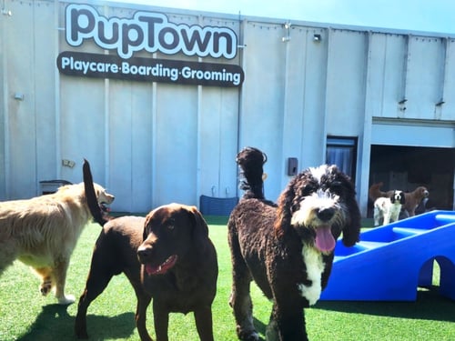 Dogs playing outside of building