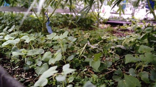 Dispensary Ann Arbor