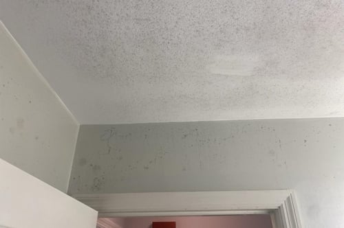 Professional Mold Remediation Services in St. Louis