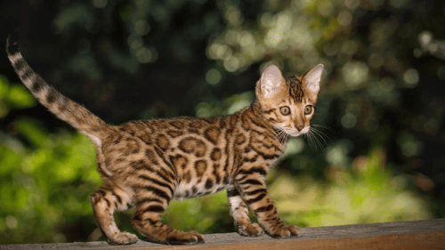 Bengal Kitten playing outside