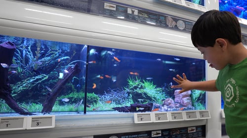 Child looking at fish inside of a Petco store.