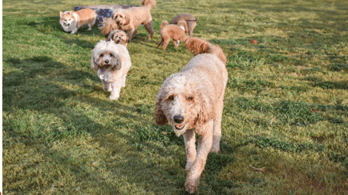 group of dogs playing outside