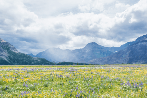mountain range with flower field