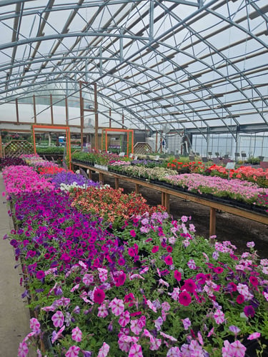 Assortment of flowers and plants available at Babe's Blossoms
