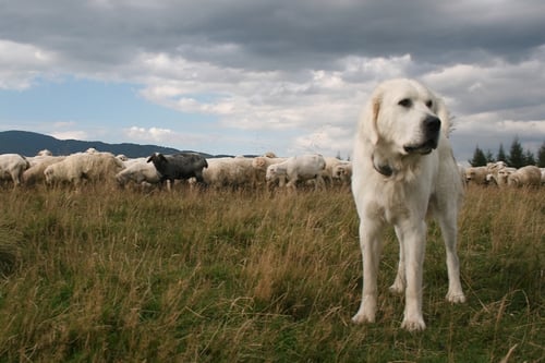 A white Great Pyrenees dog stands in a grassy pasture in the foreground, facing the camera, with a flock of sheep grazing behind it in a rural mountainous landscape under a partly cloudy sky.