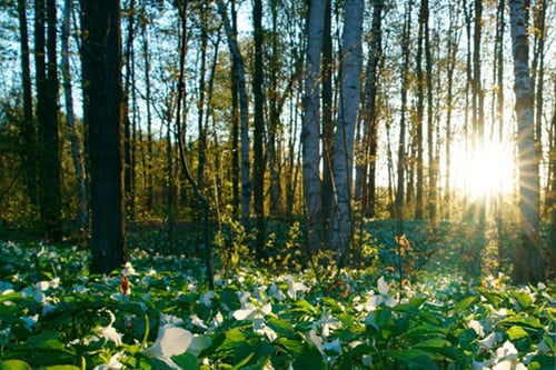 Sun shining through trees in a forest.