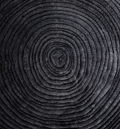 Black and white photo of tree rings.