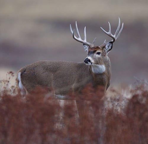 Deer Prcessing Butcher Carroll County. MD