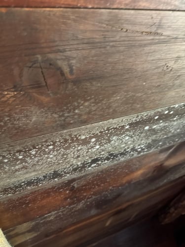 Frequently Asked Questions About Basement Mold