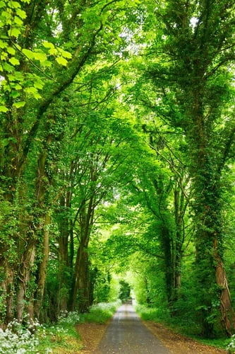 tree lined road