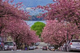 Cherry blossoms in full bloom in Vancouver