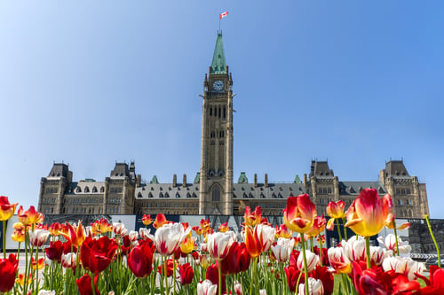 Red and white tulips blooming in front of Canada's Parliament Centre Block with its distinctive clock tower on a sunny day.