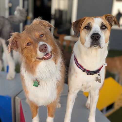 Playtime Pet Resort Cover Photo