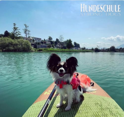 Hundeschule Strong Dogs Basel-Stadt