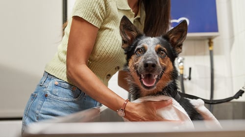 Pet parent washing her dog in Petco's self wash station.