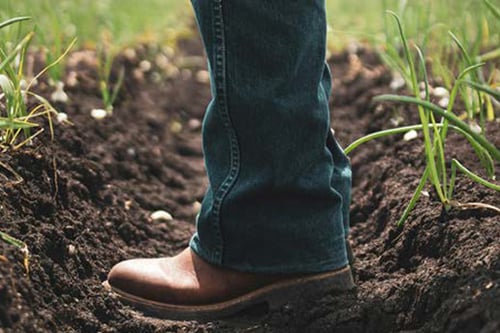 A farmer's leg in brown boots stands in a freshly tilled furrow, surrounded by green onion shoots against a cloudy sky.