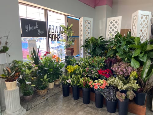 Buckets of fresh flowers hydrating in the shop next to green plant dish gardens, large floor plants, and more available from Herndon Florist.