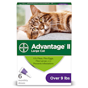Cat Flea & Tick