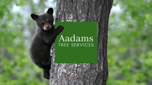 #1 tree arborist, tree removal service, tree trimming, tree pruning, stump grinding, tree service company serving Kirkland, Bothell, Woodinville, Monroe, Kenmore, Bellevue, and Washington.Aadam’s Tree Service is founded on honesty and integrity. We are highly qualified tree professionals,