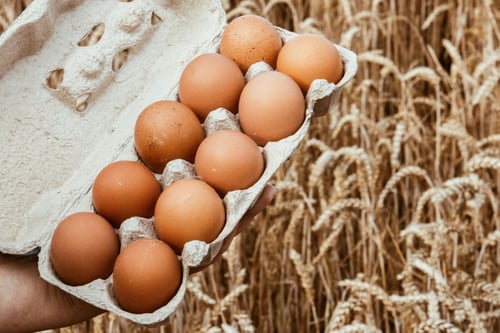 A person's hand holding an open carton of brown eggs, with a golden wheat field visible out of focus in the background