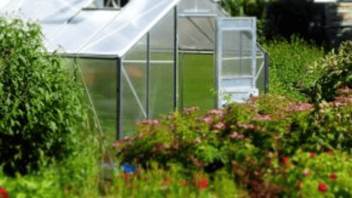 greenhouse surrounded by flowering shrubs and bushes