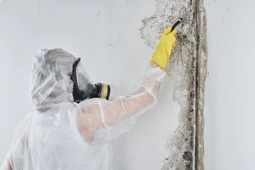 Mold Remediation Restoration 1 of Reno-Tahoe