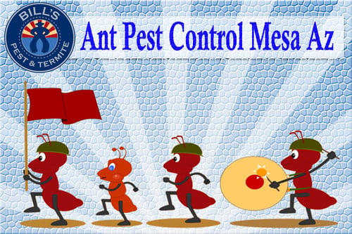 Best Ant Pest Control Mesa Az